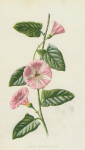Field Convolvulus (chromolitho) tekijältä Frederick Edward Hulme