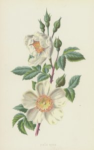 Field Rose (chromolitho) tekijältä Frederick Edward Hulme