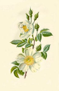 Field Rose, 1877.