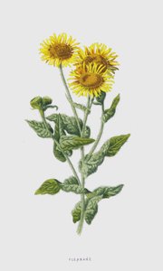 Fleabane (chromolitho) tekijältä Frederick Edward Hulme