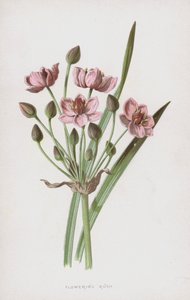 Flowering Rush (chromolitho)