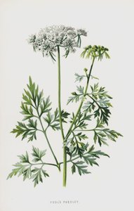 Fools Persley (chromolitho) tekijältä Frederick Edward Hulme