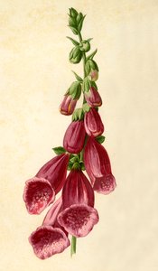 Foxglove, 1877. tekijältä Frederick Edward Hulme