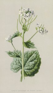 Valkosipuli-sinappi tai kastike yksinään (chromolitho) tekijältä Frederick Edward Hulme