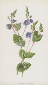 Germander Speedwell (chromolitho) tekijältä Frederick Edward Hulme