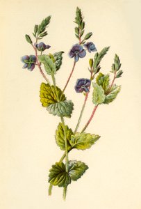 Germander Speedwell, 1877. tekijältä Frederick Edward Hulme