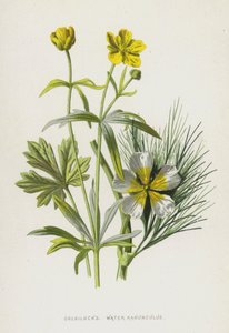 Kultakutri, Water Ranunculus (chromolitho) tekijältä Frederick Edward Hulme