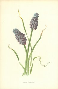 Rypäleen hyasintti tekijältä Frederick Edward Hulme