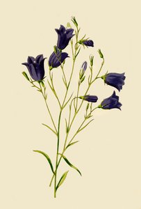 Harebell, 1877. tekijältä Frederick Edward Hulme