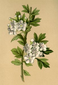 Hawthorn, 1877. tekijältä Frederick Edward Hulme