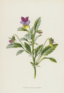 Hearts Ease tai Orvokki (chromolitho) tekijältä Frederick Edward Hulme