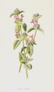 Hedge Calamint (chromolitho) tekijältä Frederick Edward Hulme