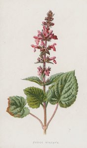 Hedge Stachys (chromolitho) tekijältä Frederick Edward Hulme