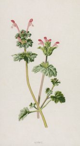 Henbit (chromolitho) tekijältä Frederick Edward Hulme