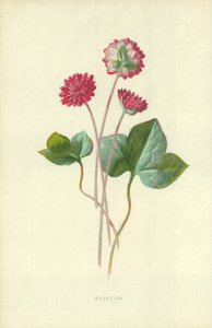 Sinivuokko tekijältä Frederick Edward Hulme