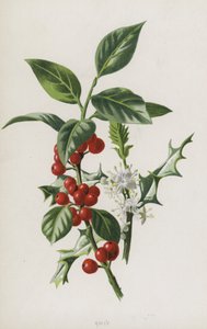 Holly (chromolitho) tekijältä Frederick Edward Hulme
