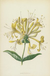 kuusama (chromolitho) tekijältä Frederick Edward Hulme