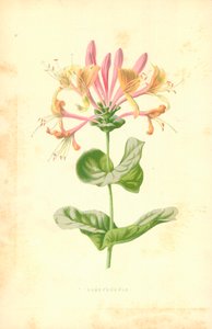 Kuusama tekijältä Frederick Edward Hulme