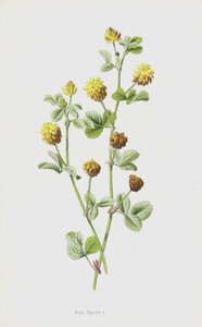 Hop-Trefoil (chromolitho) tekijältä Frederick Edward Hulme