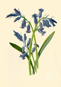 Hyasintti, 1877.