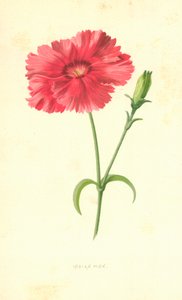 Intian vaaleanpunainen tekijältä Frederick Edward Hulme