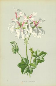 Ivy-Leaved Geranium tekijältä Frederick Edward Hulme