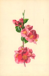 Japanin kvitteni tekijältä Frederick Edward Hulme