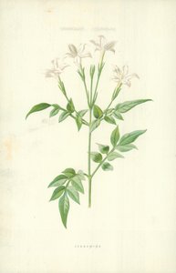 Jasmiini tekijältä Frederick Edward Hulme