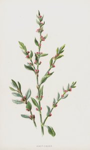 Knot-Grass (chromolitho) tekijältä Frederick Edward Hulme