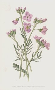 Ladys Smock, katkera krassi tai käkukka (chromolitho)
