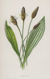 Karitsan kieli (chromolitho) tekijältä Frederick Edward Hulme
