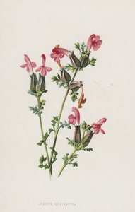 Lesser Red-Rattle (chromolitho) tekijältä Frederick Edward Hulme