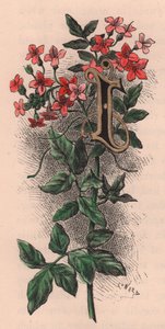 Letter I, lippalakkikirje, akvarellikaiverrus, cm 10x5, kirjoittanut Frederick Edward Hulme (1841-1909) Tutusta puutarhakukkasta, noin 1880 tekijältä Frederick Edward Hulme