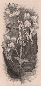 N-kirjain, korkkikirjain, kaiverrus, cm 10x5, kirjoittanut Frederick Edward Hulme (1841-1909) teoksesta Tuttu puutarhakukka, noin 1880 tekijältä Frederick Edward Hulme
