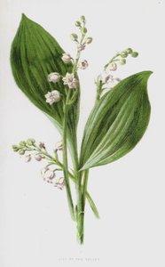 Kielo (chromolitho) tekijältä Frederick Edward Hulme