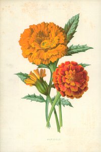 Kehäkukka tekijältä Frederick Edward Hulme