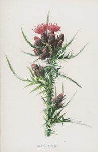 Suoohdake (chromolitho) tekijältä Frederick Edward Hulme