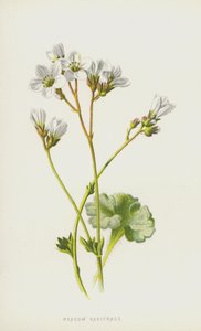Meadow Saxifrage (chromolitho) tekijältä Frederick Edward Hulme