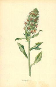Reseda tekijältä Frederick Edward Hulme