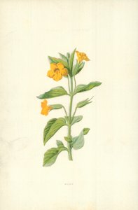Myski tekijältä Frederick Edward Hulme