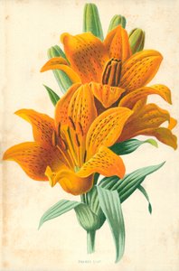 Oranssi lilja tekijältä Frederick Edward Hulme