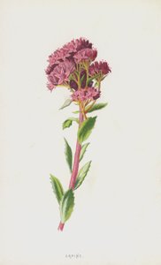 Orpine (chromolitho) tekijältä Frederick Edward Hulme