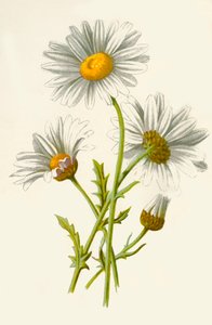 Ox-Eye Daisy, 1877. tekijältä Frederick Edward Hulme