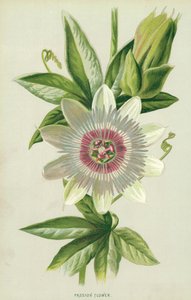 Kärsimyskukka tekijältä Frederick Edward Hulme
