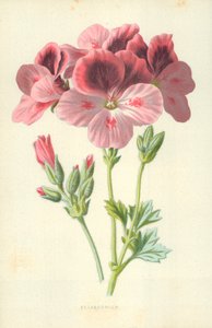 Pelargonium tekijältä Frederick Edward Hulme