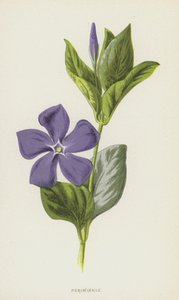 Periwinkle (chromolitho) tekijältä Frederick Edward Hulme