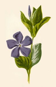 Periwinkle, 1877. tekijältä Frederick Edward Hulme