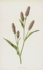 Pink Persicaria (chromolitho) tekijältä Frederick Edward Hulme