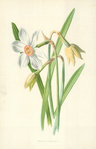 Runoilijan narsissi tekijältä Frederick Edward Hulme