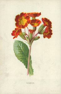 Polyanthus tekijältä Frederick Edward Hulme